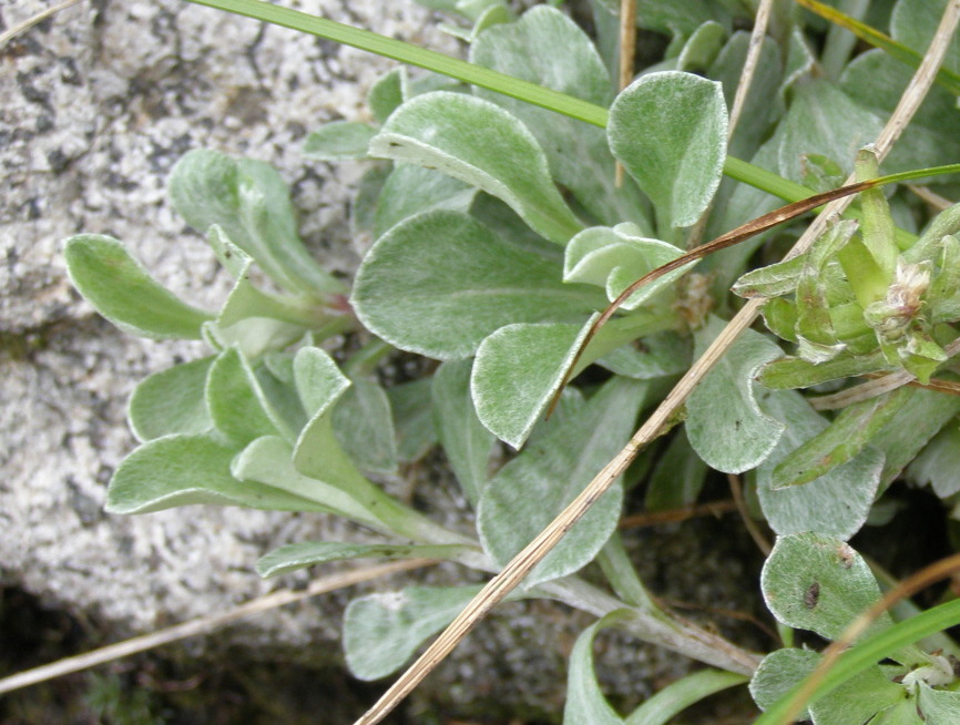 Antennaria carpatica e Antennaria dioica